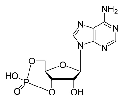 cyclic AMP molecular structure